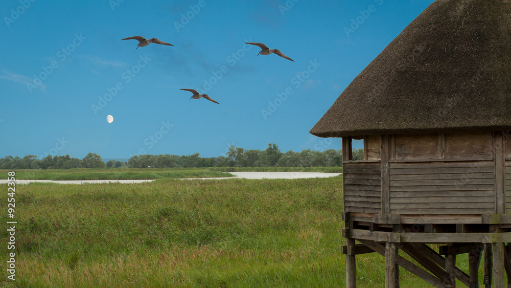 Naklejka premium Bruthaus für Vögel am Barther Bodden in Zingst