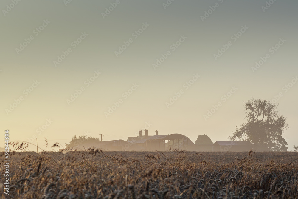 Abandoned Farm and Wheat Field, Foggy Sunrise