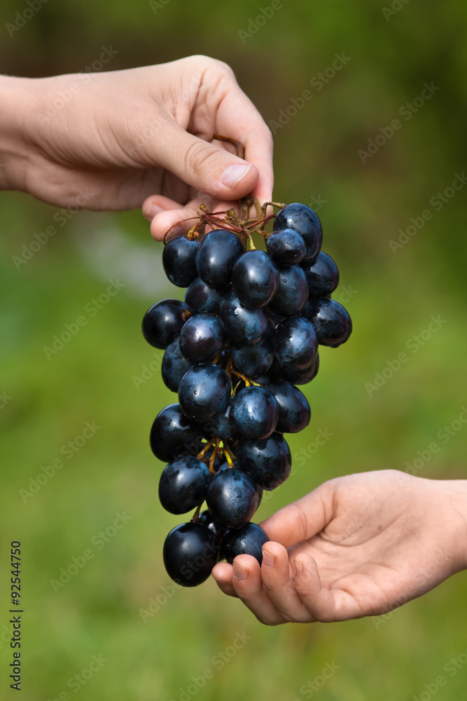 adult treats the child to grapes, closeup adult treats the child to grapes, closeup