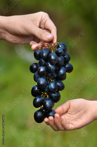 adult treats the child to grapes, closeup