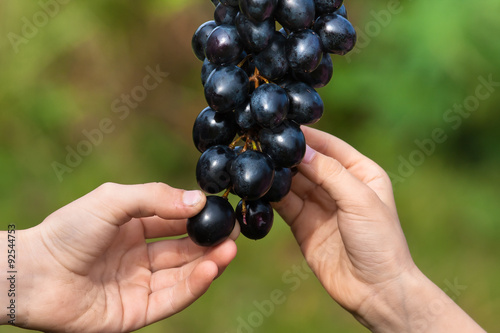 child's hands picking grapes