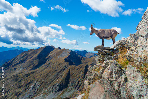 Ibex on rock in mountains © michelangeloop