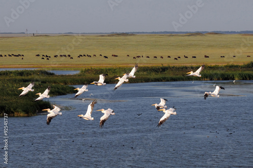 Pastoral aerial view with flying White Pelicans above lake photo
