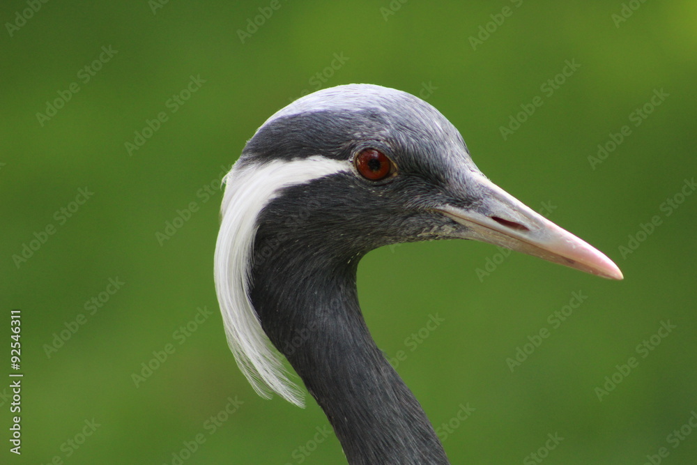 Grulla damisela, Anthropoides virgo