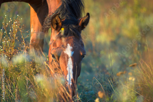 Fototapeta Naklejka Na Ścianę i Meble -  horse