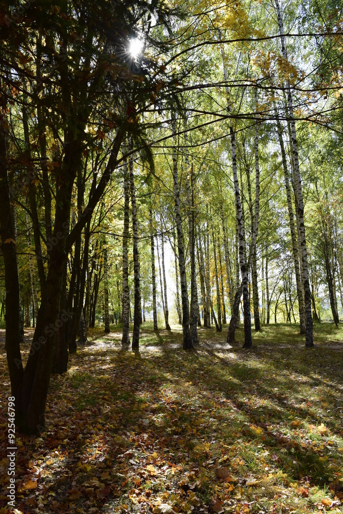 Fototapeta premium осенний день