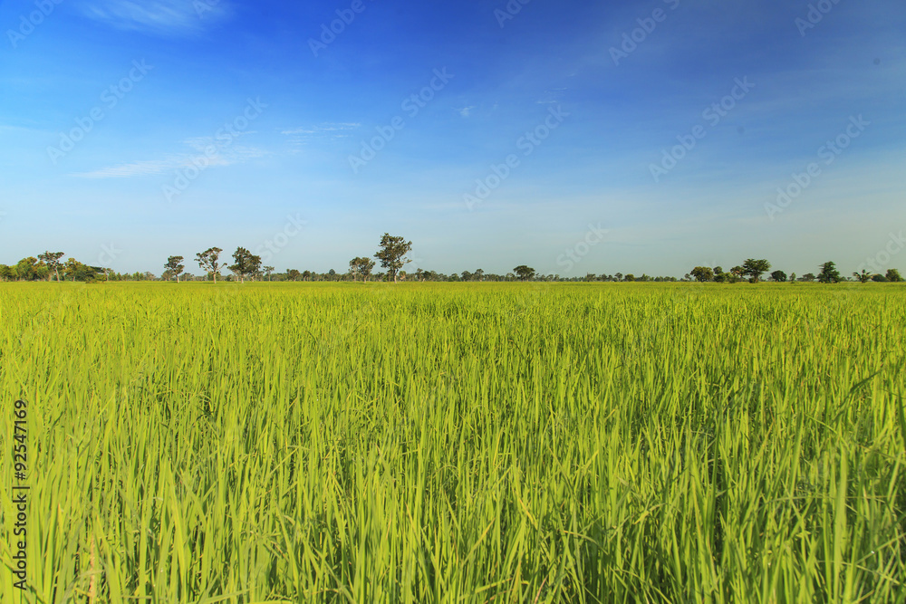Rice field Rice field