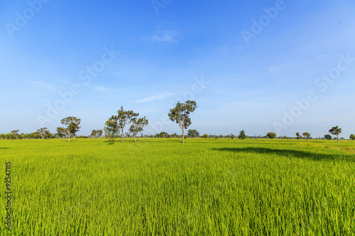 Rice field