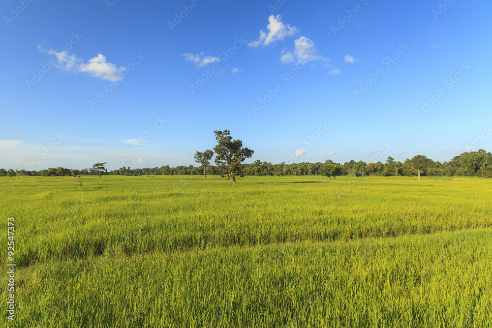 Rice field