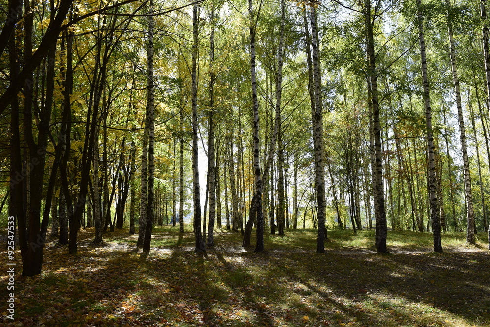 Obraz premium осенний день