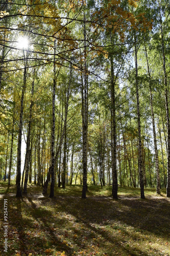 Fototapeta premium осенний день