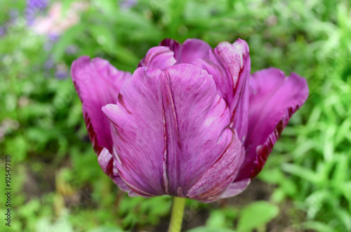 Fototapeta Naklejka Na Ścianę i Meble -  Purple tulip on a green background. Beautiful purple tulips - close up shot. Purple parrot tulip