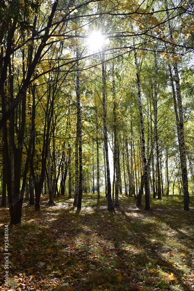 Obraz premium осенний день