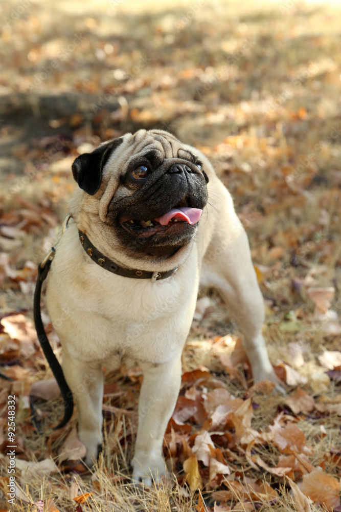 Funny pug dog in the autumn park, outdoor