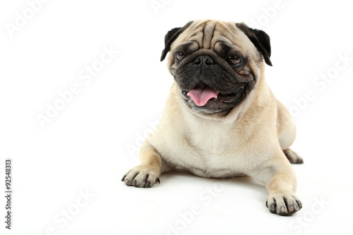 Funny pug dog isolated on a white © 5second