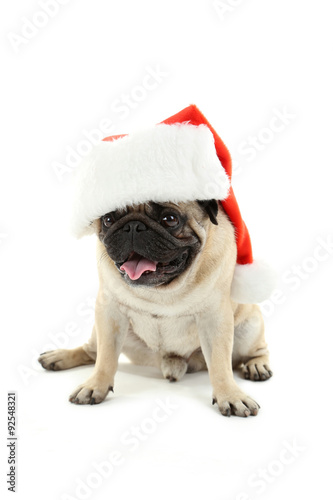 Funny pug dog with santa hat isolated on a white © 5second