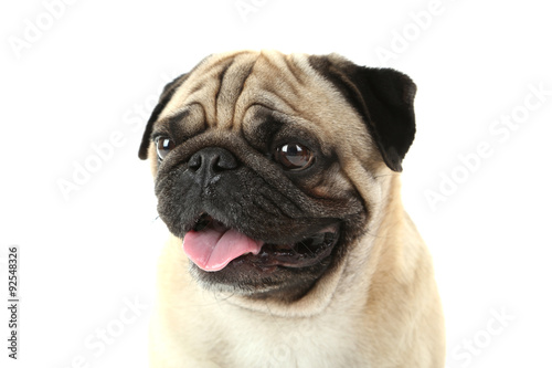 Funny pug dog on a white background