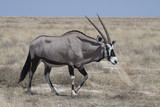 Oryx in savanna