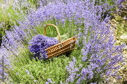 Lavander photo