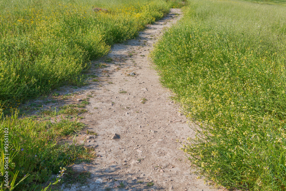 Path among the green field meadow rural land grass Path among the green field meadow rural land grass