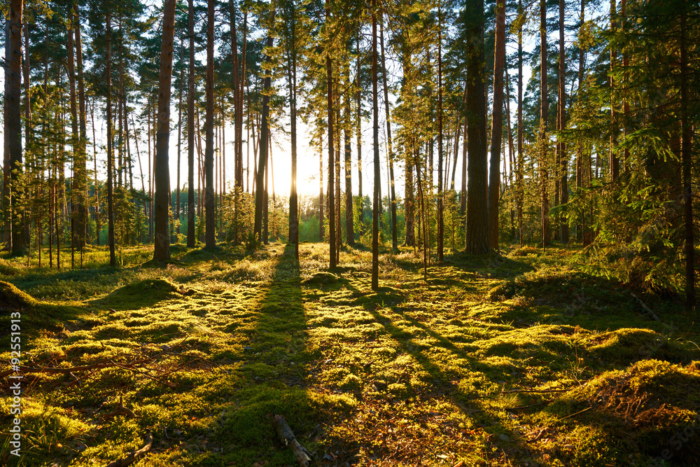 Obraz premium Sunrise in pine forest