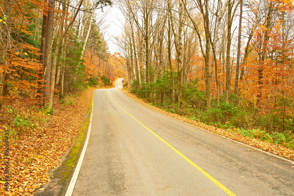 Fototapeta premium Autumn scene with road