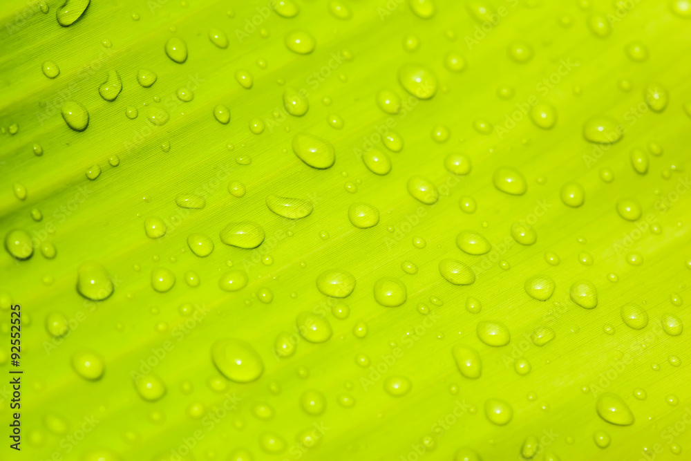 Beautiful green leaf