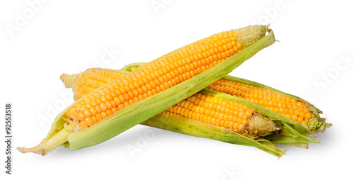 Several ripe cobs of corn partially peeled