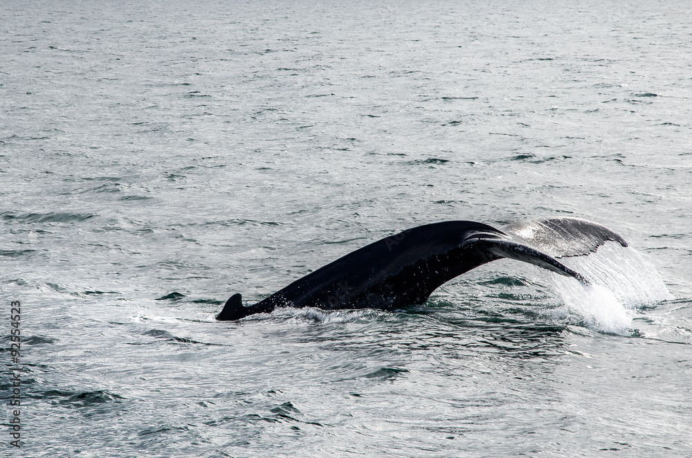 Fototapeta premium Buckelwale