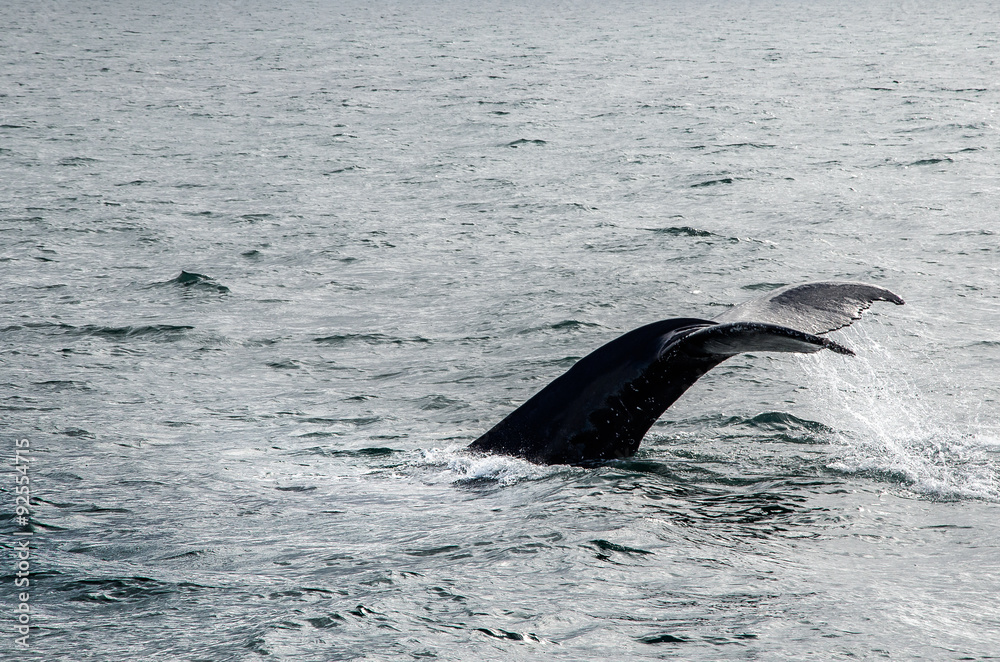 Fototapeta premium Buckelwale