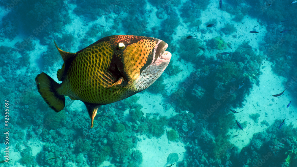 Obraz premium titan triggerfish