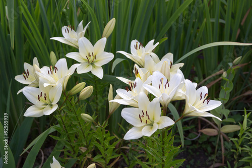 white lily flowers in foliage closeup