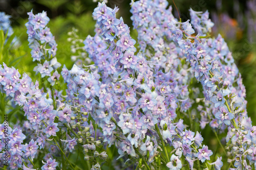 small soft blue flowers in foliage closeup photo