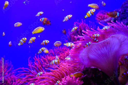 Tropical Aquarium mit Anemonenfisch Fototapete