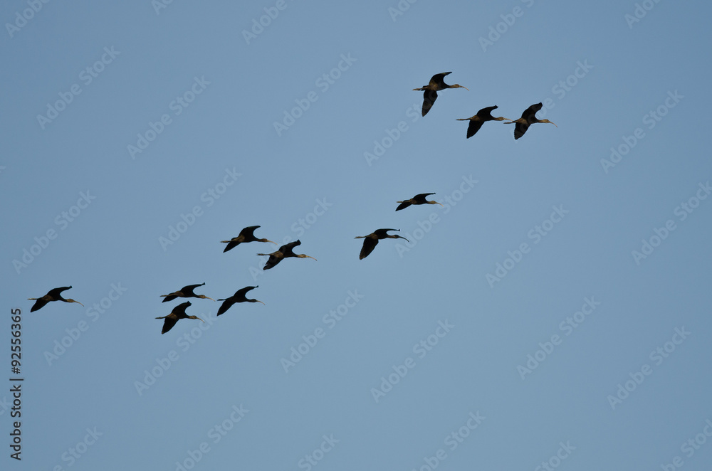 Flock of White-faced Ibis Flying in a Blue Sky
