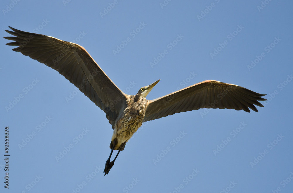 Great Blue Heron Flying in a Blue Sky Great Blue Heron Flying in a Blue Sky