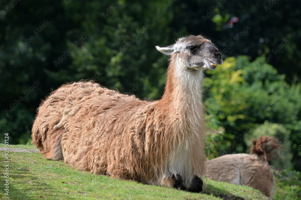 Fototapeta premium le lama