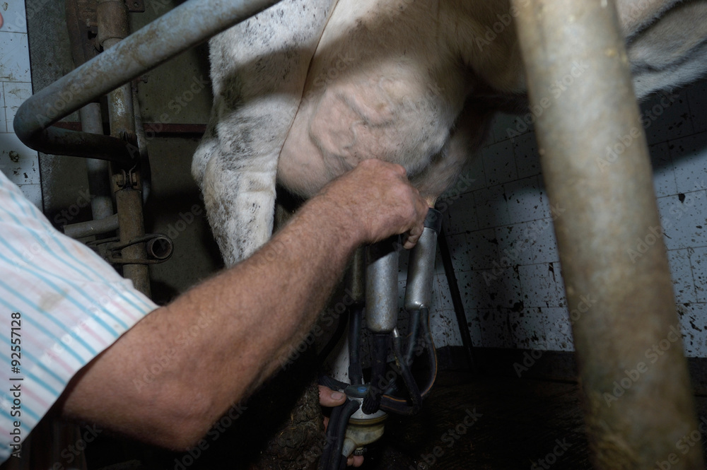 Row of cows during milking using extractor machines Row of cows during milking using extractor machines
