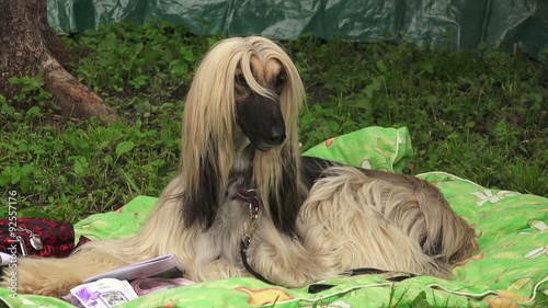Afghan hound. Breed greyhounds.4K.