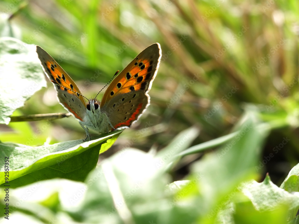 Obraz premium butterfly in the morning sunshine #8