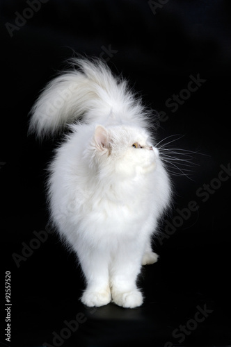 White persian cat © curto