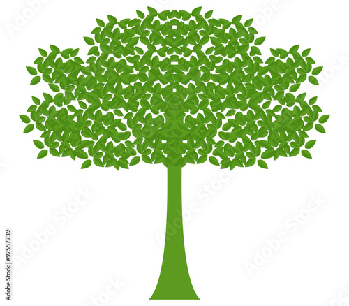 albero