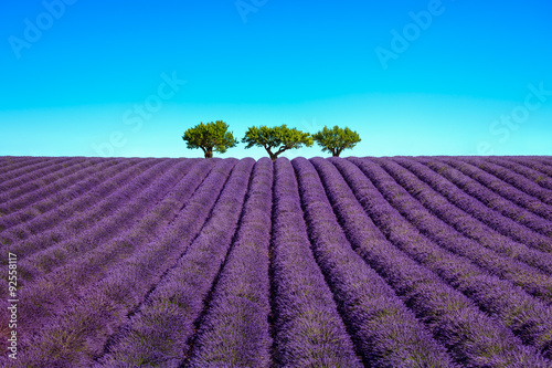 Fototapeta Naklejka Na Ścianę i Meble -  Lavender and trees uphill. Provence, France