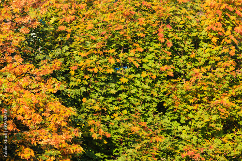 Fall trees yellow orange leaves nature background