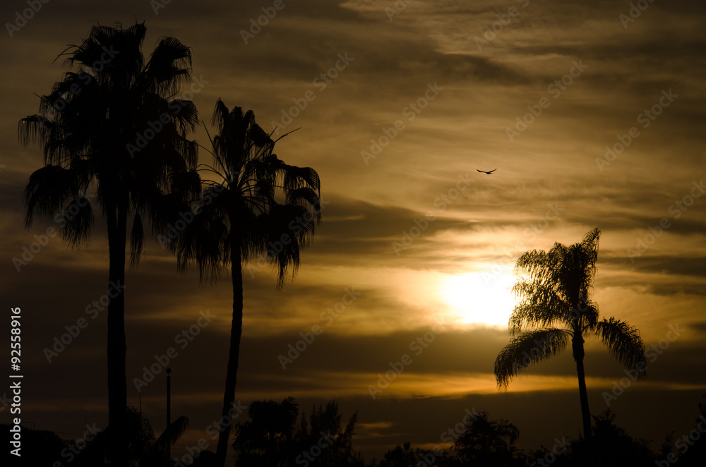 Obraz premium Sunset near City Beach with Palms and Bird