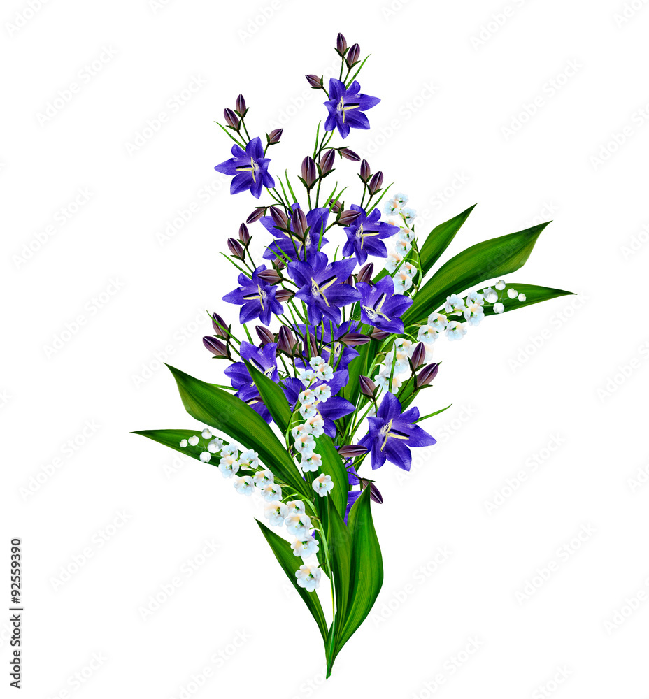 Fototapeta premium blue flowers campanula isolated on white background