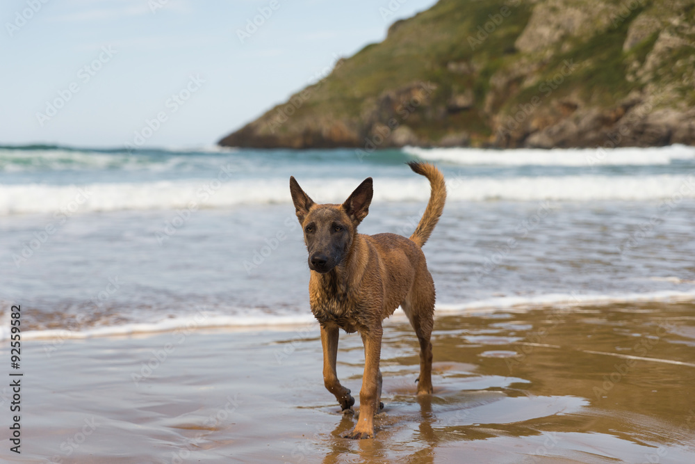 Belgian Malinois dog in the beach, sunny day Belgian Malinois dog in the beach, sunny day