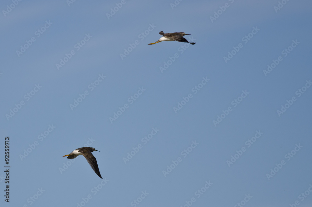 Pair of Sandpipers Flying in a Blue Sky Pair of Sandpipers Flying in a Blue Sky