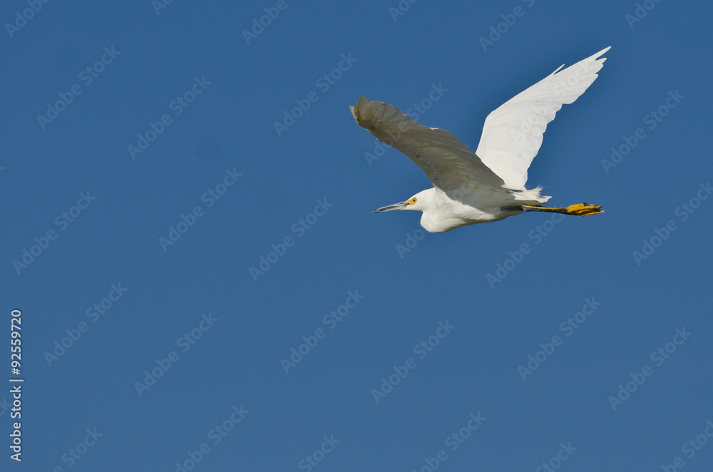 Snowy Egret Flying in a Blue Sky Snowy Egret Flying in a Blue Sky