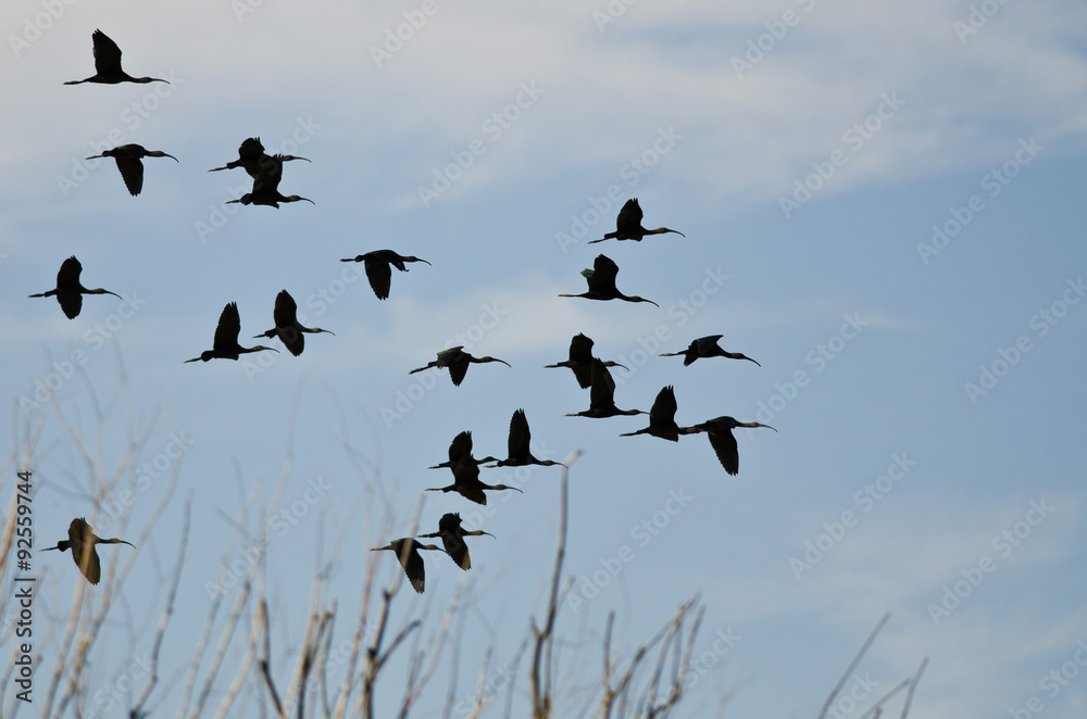 Flock of White-Faced Ibis Flying Low Over the Marsh Flock of White-Faced Ibis Flying Low Over the Marsh